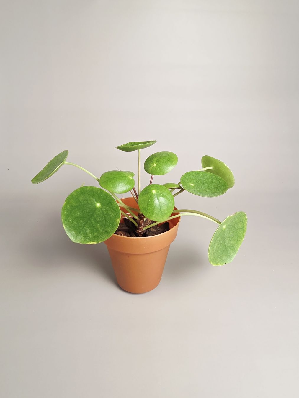 Piante & sementi: Ufopflanze / Pilea peperomioides #3 – Nuovo (secondo la descrizione) da Gerolfingen venduto da Azora