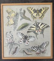 Diggelmann Alex Walter Lithographie signiert, Kunst, Bild