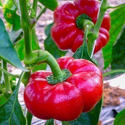 Piante & sementi: 50 Samen Gemüsepaprika TOPEPO ROSSO – Nuovo (secondo la descrizione) da Ehrendingen venduto da VerveinaSamen 6