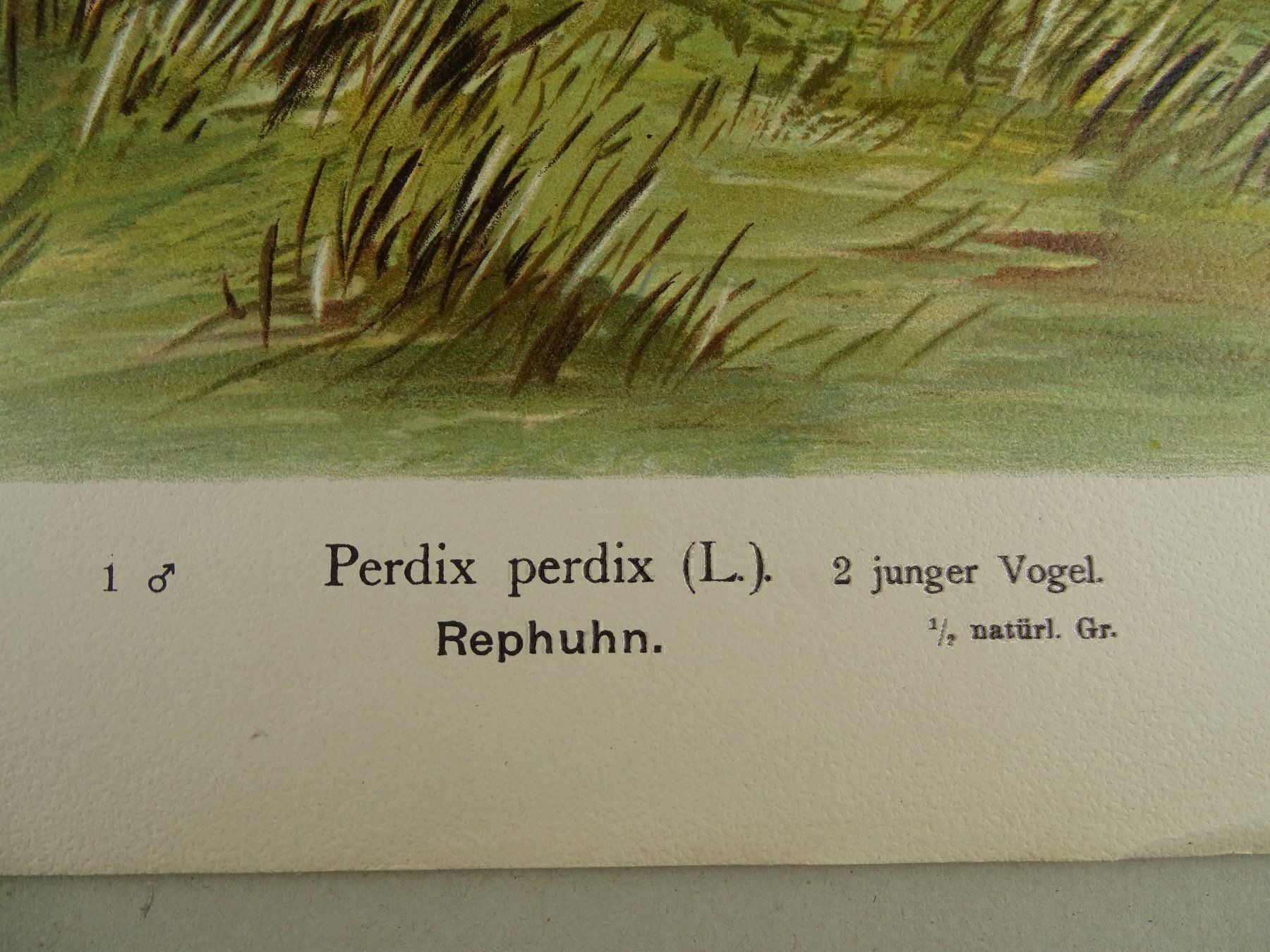Grafica & Litografie: REPHUHN, CHROMOLITHOGRAPHIE UM 1900 – Usato da Grüningen venduto da Kartensammler 4
