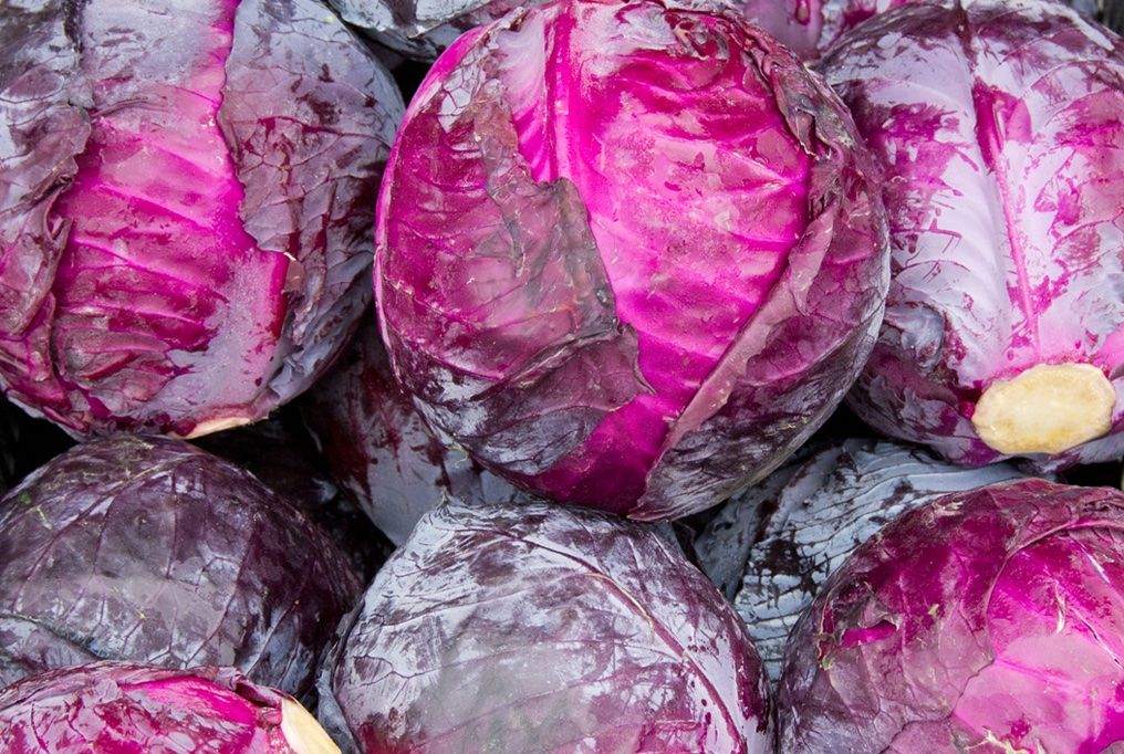 Pflanzen & Samen: 300 Samen roter Kohl RED ACRE – Neu (gemäss Beschreibung) aus Ehrendingen von VerveinaSamen 2