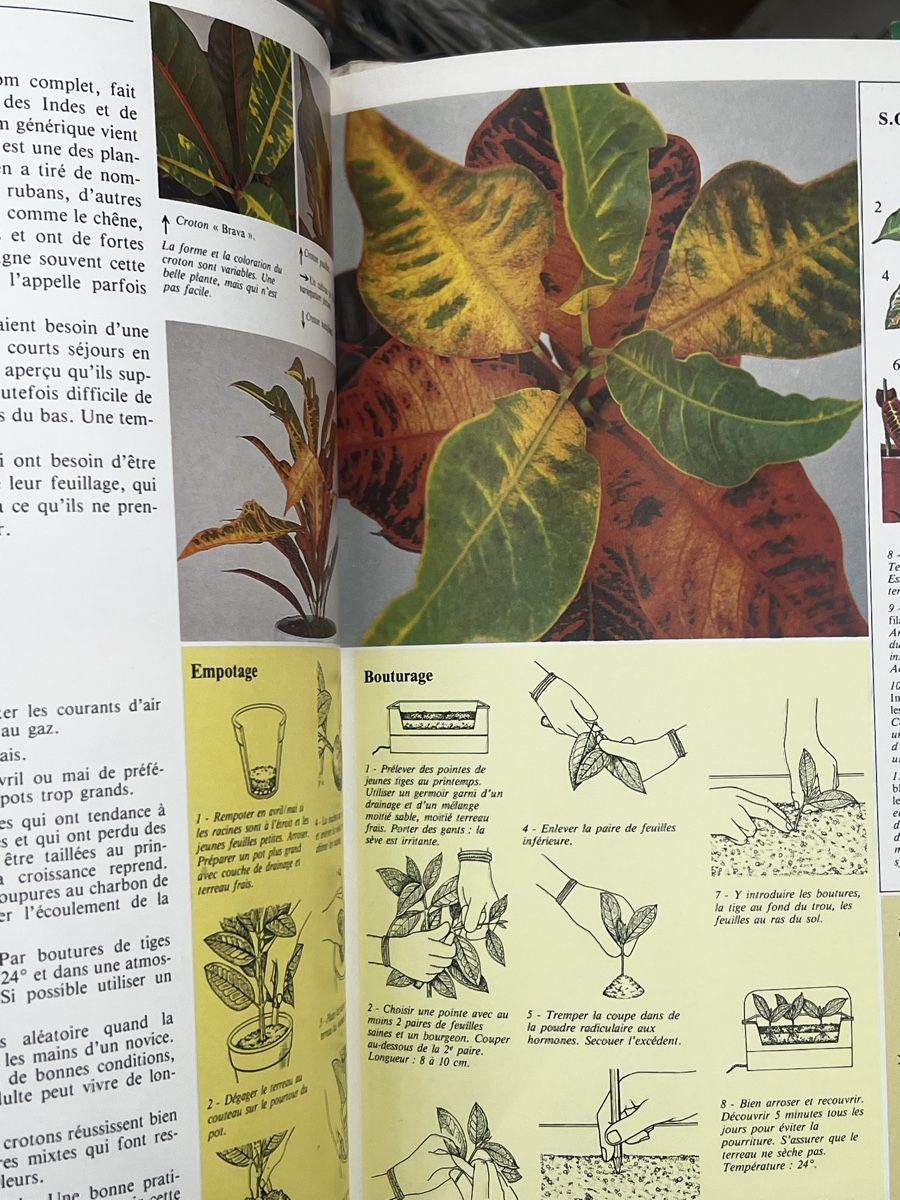Bücher: Comment soigner vos plantes d interieur – Gebraucht aus Wettingen von NickInc 6