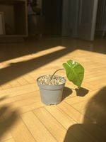Alocasia Portodora Babyplant 🌱
