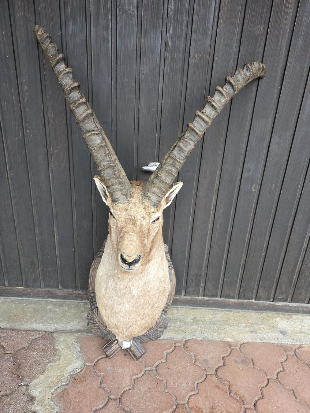 Il mondo degli animali: Steinbock min 8 jährig – Usato da Weissbad venduto da min_td8z 2