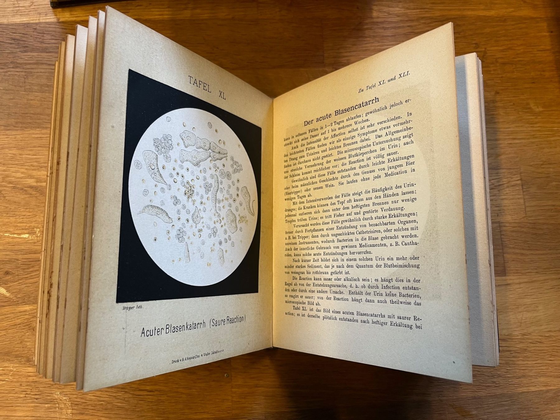 Libri: Die Microscopie am Krankenbette 1884 – Usato da Laufen venduto da Nuria44