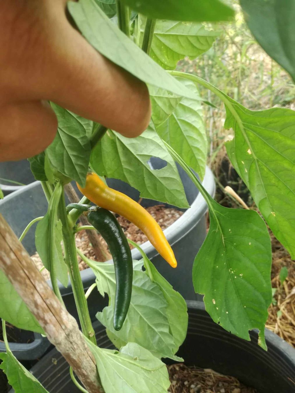 Piante & sementi: Piment Cayenne Doré  5g – Nuovo (secondo la descrizione) da Bremblens venduto da FIBONACCI369 1