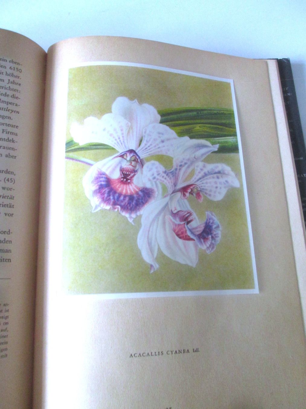 Livres: Orchideen – D'occasion à Sementina par babucia 1