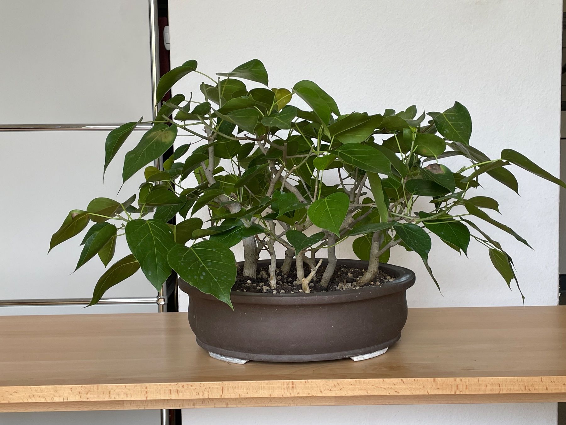 Pflanzen & Samen: Ficus religiosa Bonsai Wäldchen – Gebraucht aus Uster von simonic 1