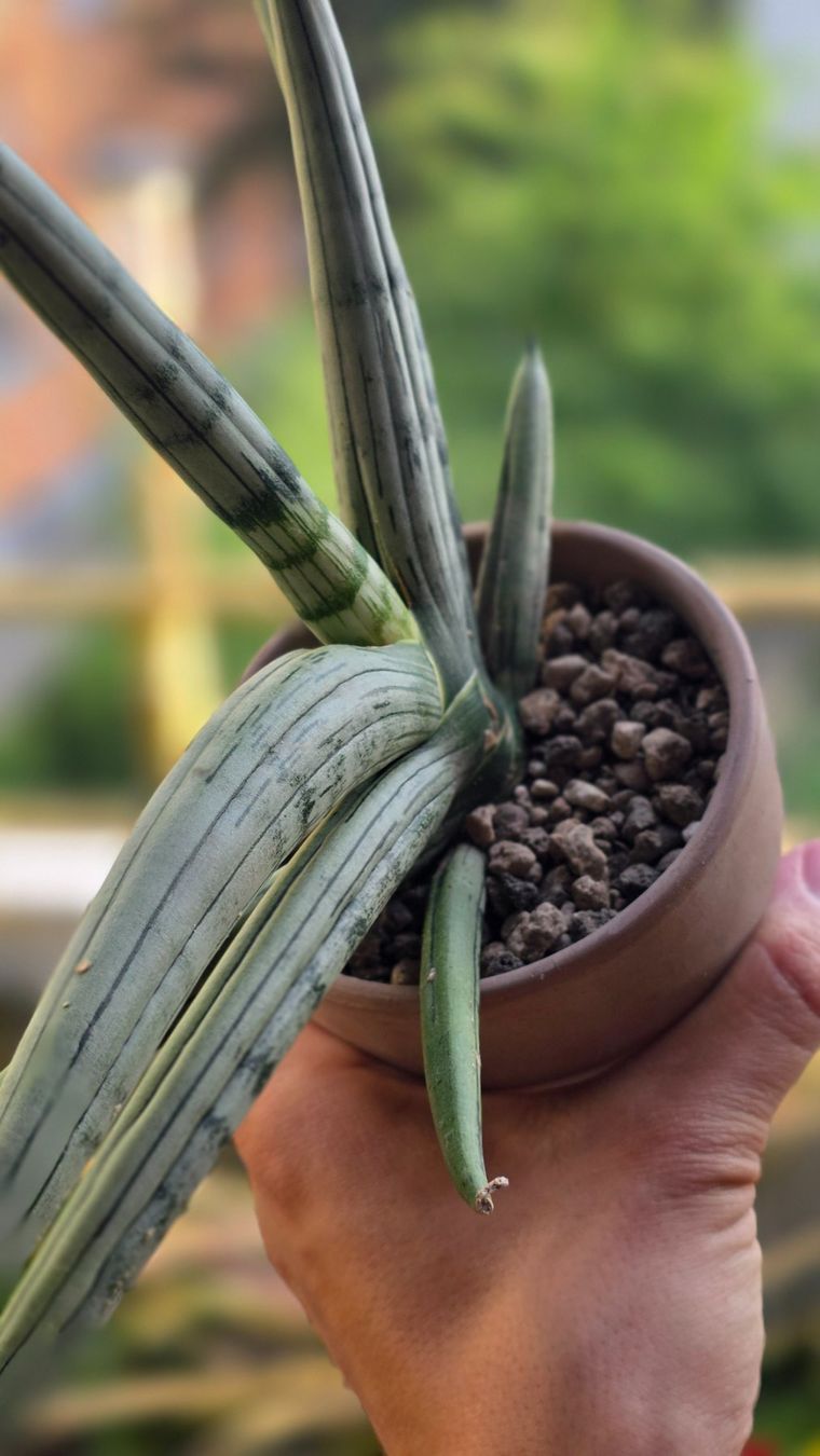 Plantes & graines: Sansevieria "Iceman" RARITÄT – Neuf (Voir description) à Zürich par The_Plant_Wizard 2