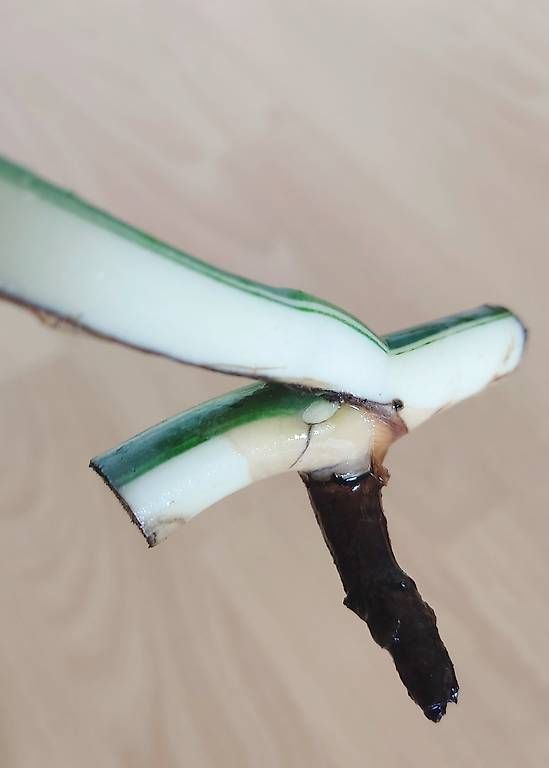 Pflanzen & Samen: Monstera Deliciosa Albo Variegata 5. – Gebraucht aus Ebnat-Kappel von Zearara 2