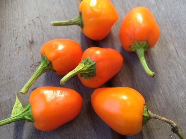 Piante & sementi: 30 Samen MINIBELL ORANGE Paprika – Nuovo (secondo la descrizione) da Ehrendingen venduto da VerveinaSamen 2