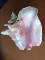 Grosse, schwere schöne Muschel aus Mexico , Deko🐚
