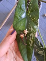 Alocasia simpo albo bulbe🌱🤍