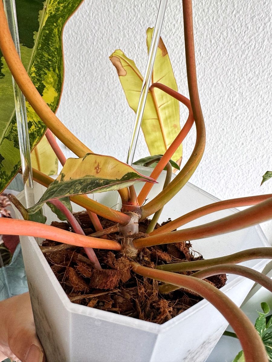 Piante & sementi: Philodendron Billietiae Variegata – Nuovo (secondo la descrizione) da Bern venduto da Lucas_Ma 2