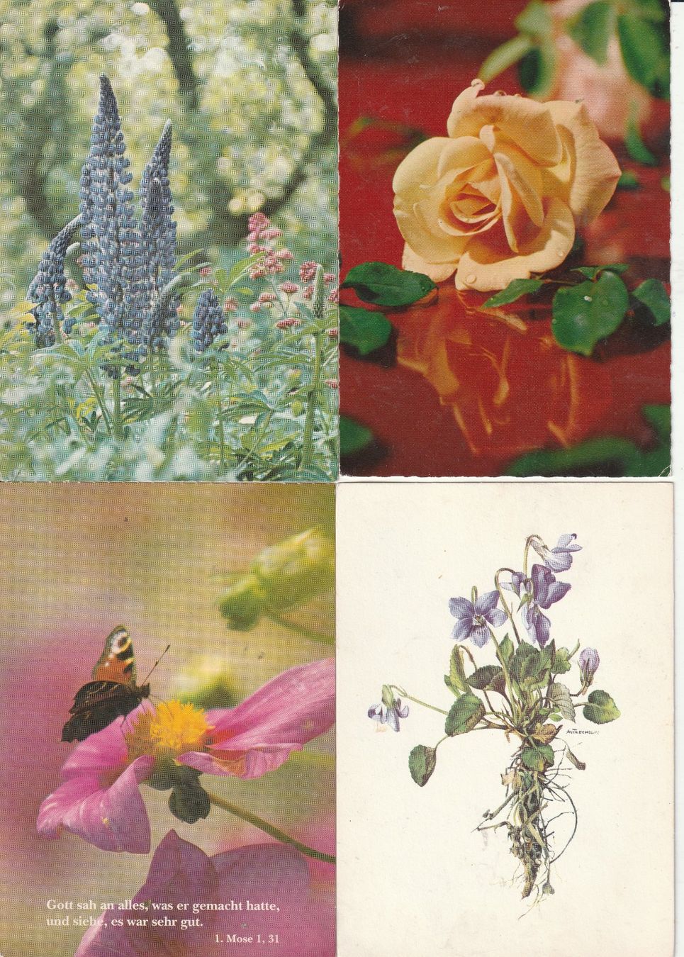 Cartes postales: 40 Diverse Blumenkarten – D'occasion à Lumbrein par made02 2