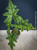 Alocasia Jacklyn - rund 50cm grosse tropische Schönheit