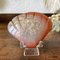 ✲ Karneol Quarz Muschel ✲ 64g / 64mm Carnelian Shell Carving