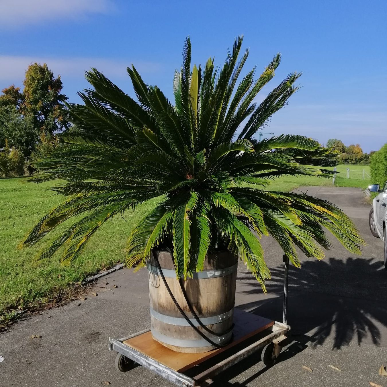Plantes & graines: Sagopalme – D'occasion à Horn par Nnuschel