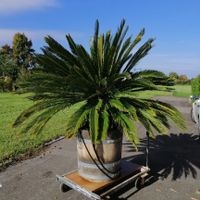 Sagopalme