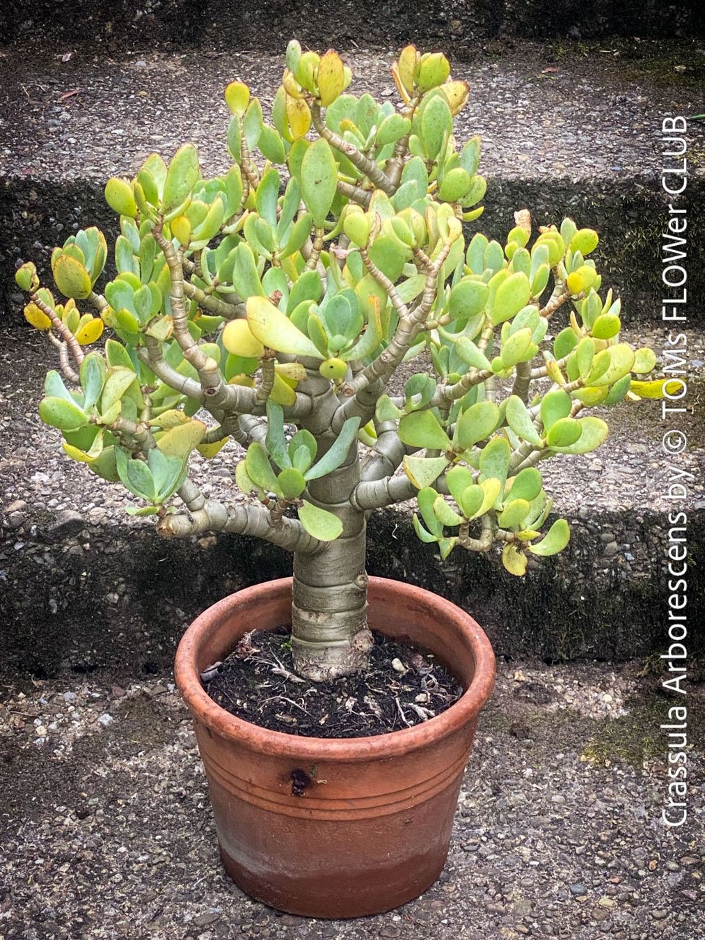Piante & sementi: Crassula Arborescens - Jadebusch - Bonsai - GeldbaumBäumchen – Nuovo e nell'imballaggio originale da Adliswil venduto da MarkyForest