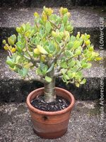 Crassula Arborescens - Jadebusch - Bonsai - GeldbaumBäumchen