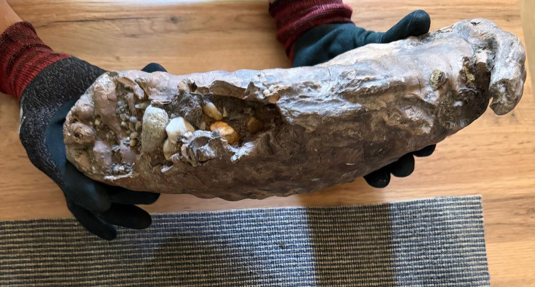Fossili: mammutzähne – Usato da Zurigo venduto da gmi_2t55 2