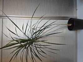 Dracaena Marginata Zimmerpflanze im Topf 