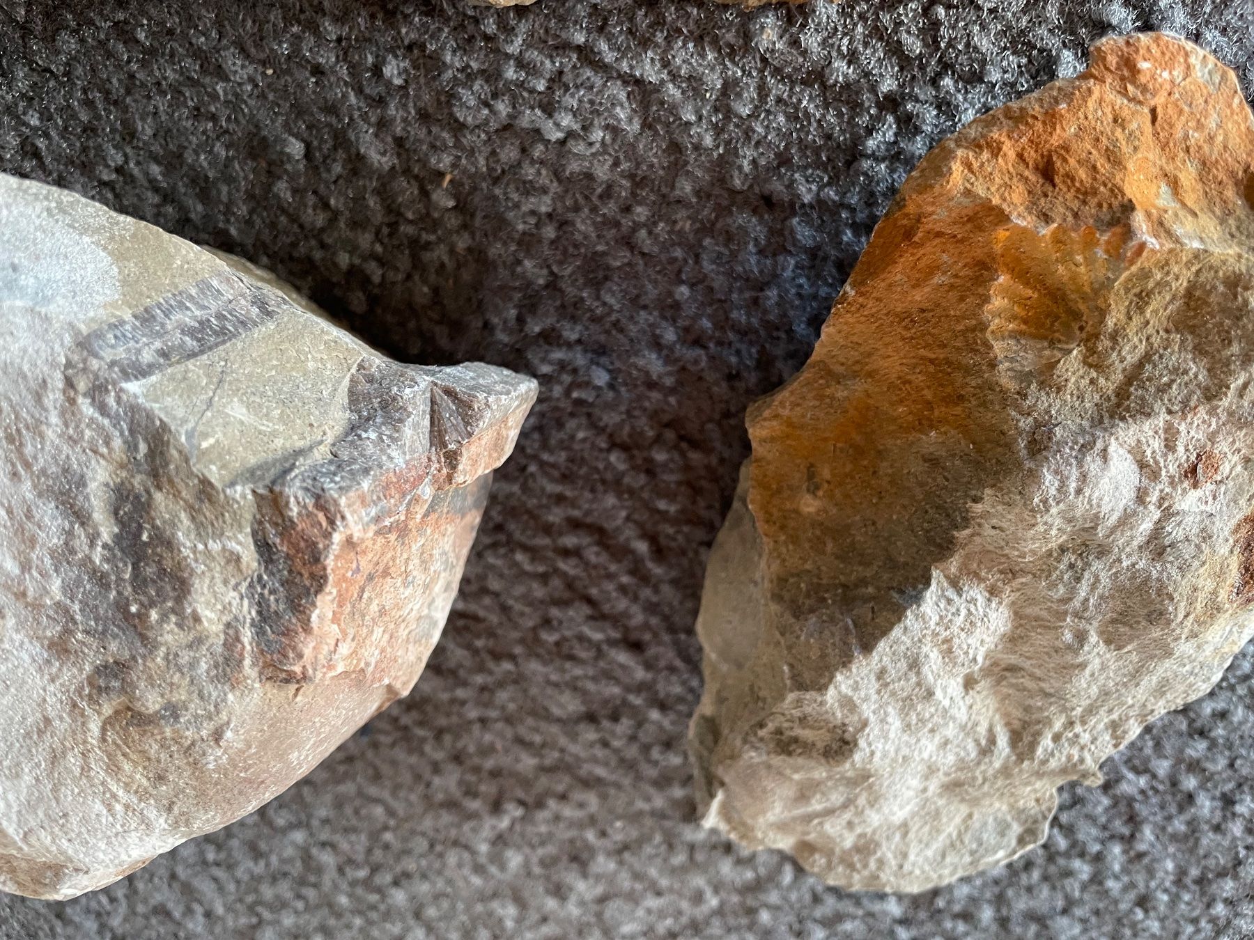 Minerali & Pietre curative: Steine mit Versteinerungen – Usato da Esslingen venduto da Zeppi1 3