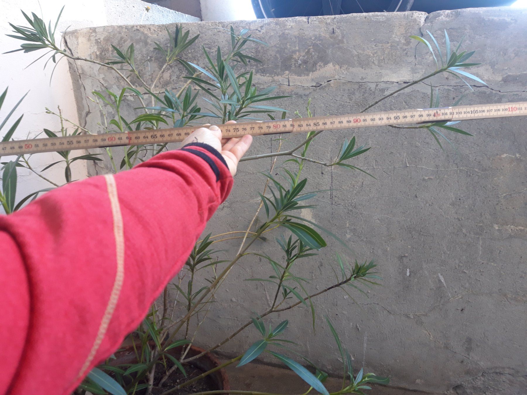 Piante & sementi: Oleander gross ohne Topf – Usato da Feuerthalen venduto da tanatha_st 3