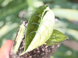 Alocasia Watsoniana Doff Pink