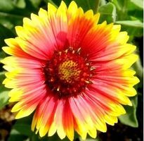 Kokardenblume (Gaillardia aristata) / 20 Samen