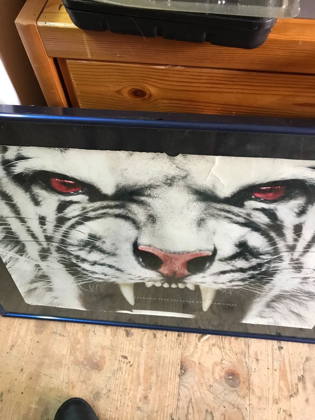 Foto & Immagini: Plakat Bild Tiger ! – Usato da Wil/SG venduto da Andyshop