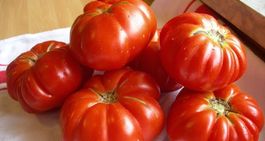 Costoluto Fiorentina - Rippentomate - 20 Samen