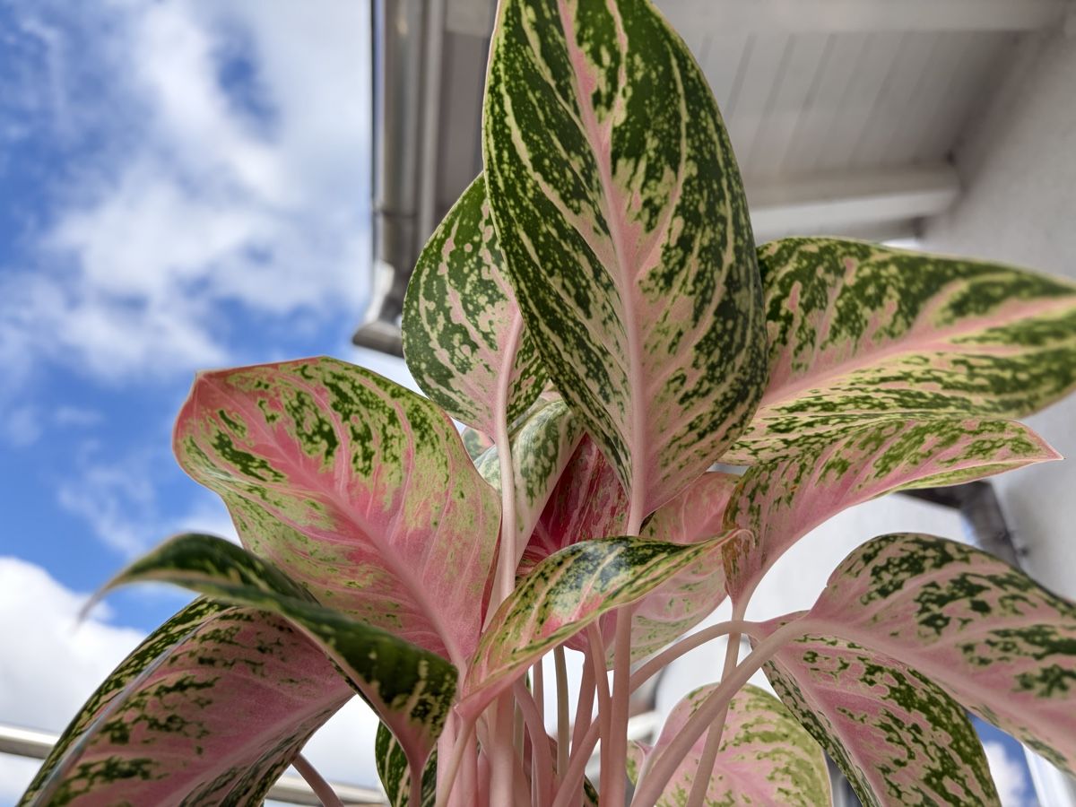 Plantes & graines: Aglaonema Cocomelon mit Topf – D'occasion à Baar par annasorbian 4