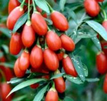 30 Samen LYCIUM CINENSE Goji-Beere  30 Graines Baie De Goji