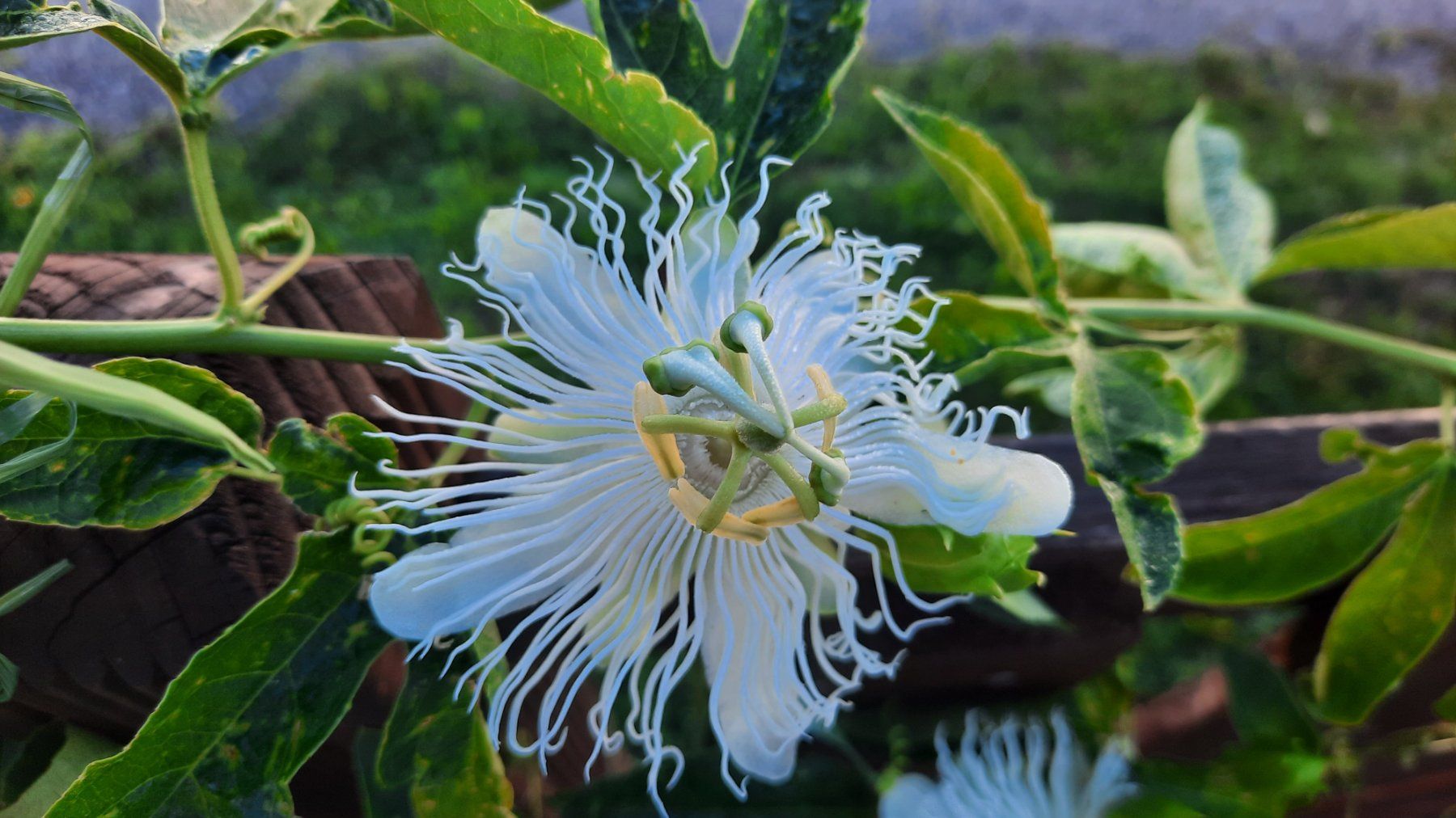 Piante & sementi: Boutures  Passiflore Passiflora Incarnata (lot de 2) – Usato da Les Brenets venduto da glo_267f