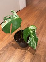 Monstera variegata💚