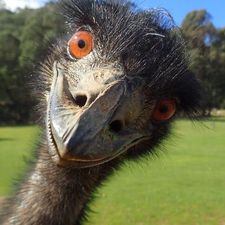 Profile image of Alfonce