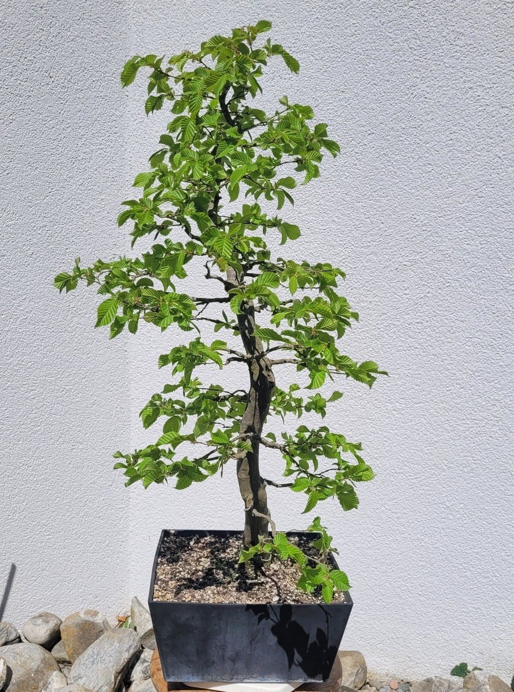 Piante & sementi: Hainbuche (Pre) Bonsai – Nuovo (secondo la descrizione) da Fehraltorf venduto da 100_Konzert 1