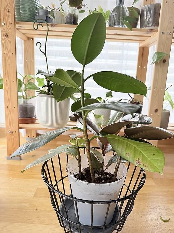 Plantes & graines: Ficus elastica  Composition de 4 plantes – D'occasion à Spiez par Lunelu 2