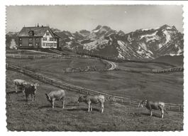 Gasthaus Gäbris ob Gais (AR) Alpstein - Säntis - 1950