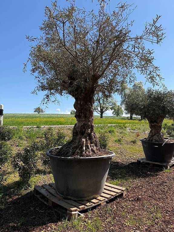 Pflanzen & Samen: Olivenbaum "Olea Europea 5 – Neu und originalverpackt aus Zuckenriet von Thur_Plant 2