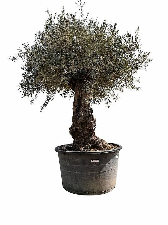 Piante & sementi: Olivenbaum "Olea Europea 6 – Usato da Zuckenriet venduto da Thur_Plant