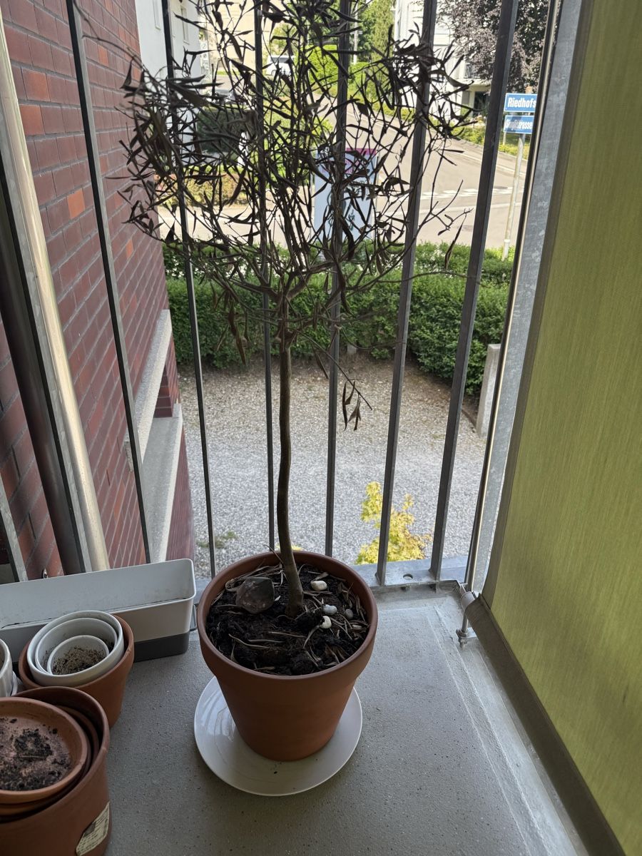 Piante & sementi: Olive Tree  – Usato da Zürich venduto da wil_2sm9