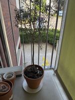 Olive Tree 