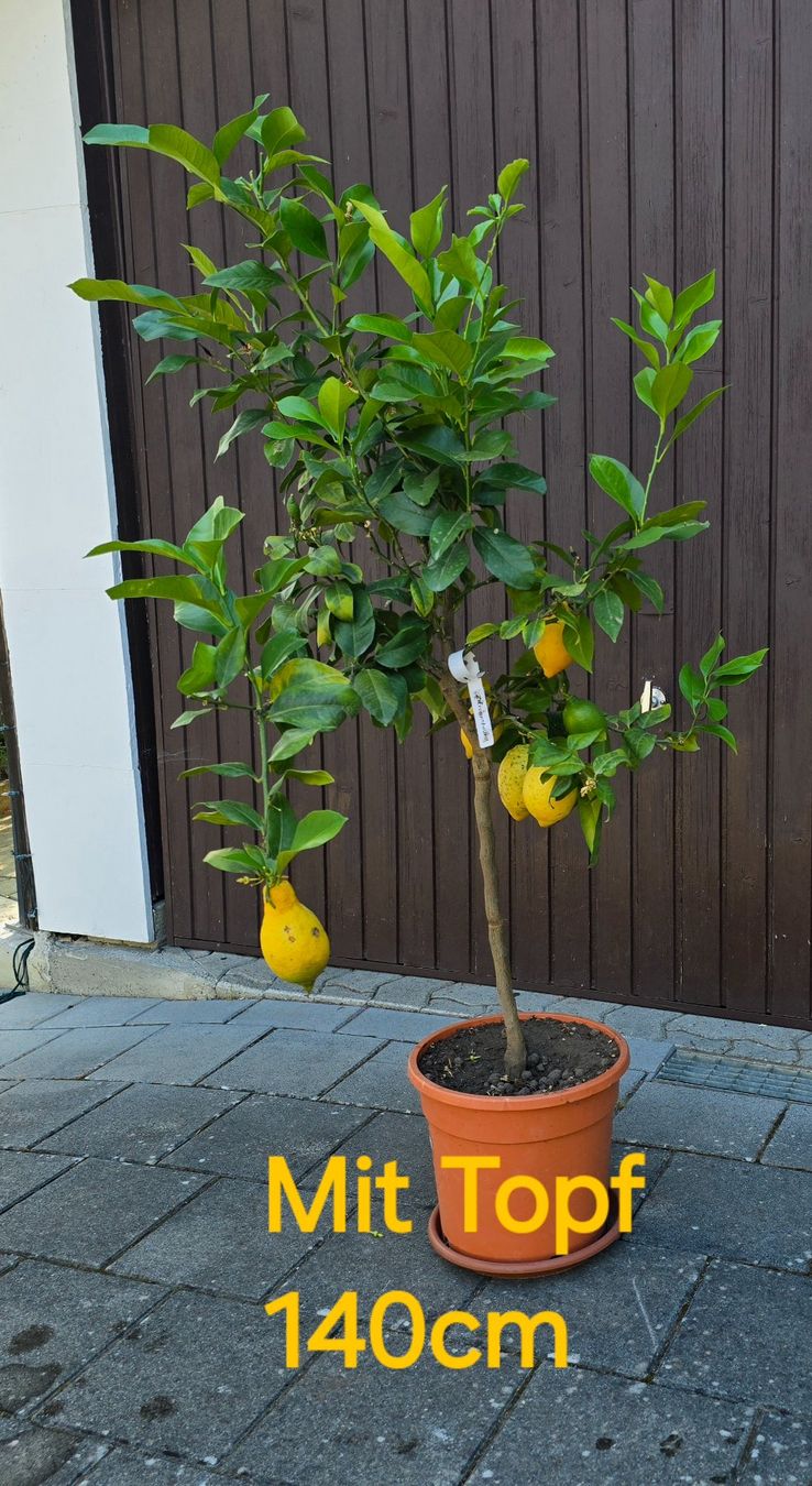 Pflanzen & Samen: Zitronenbaum mit Früchten – Gebraucht aus Aarburg von popkorn65