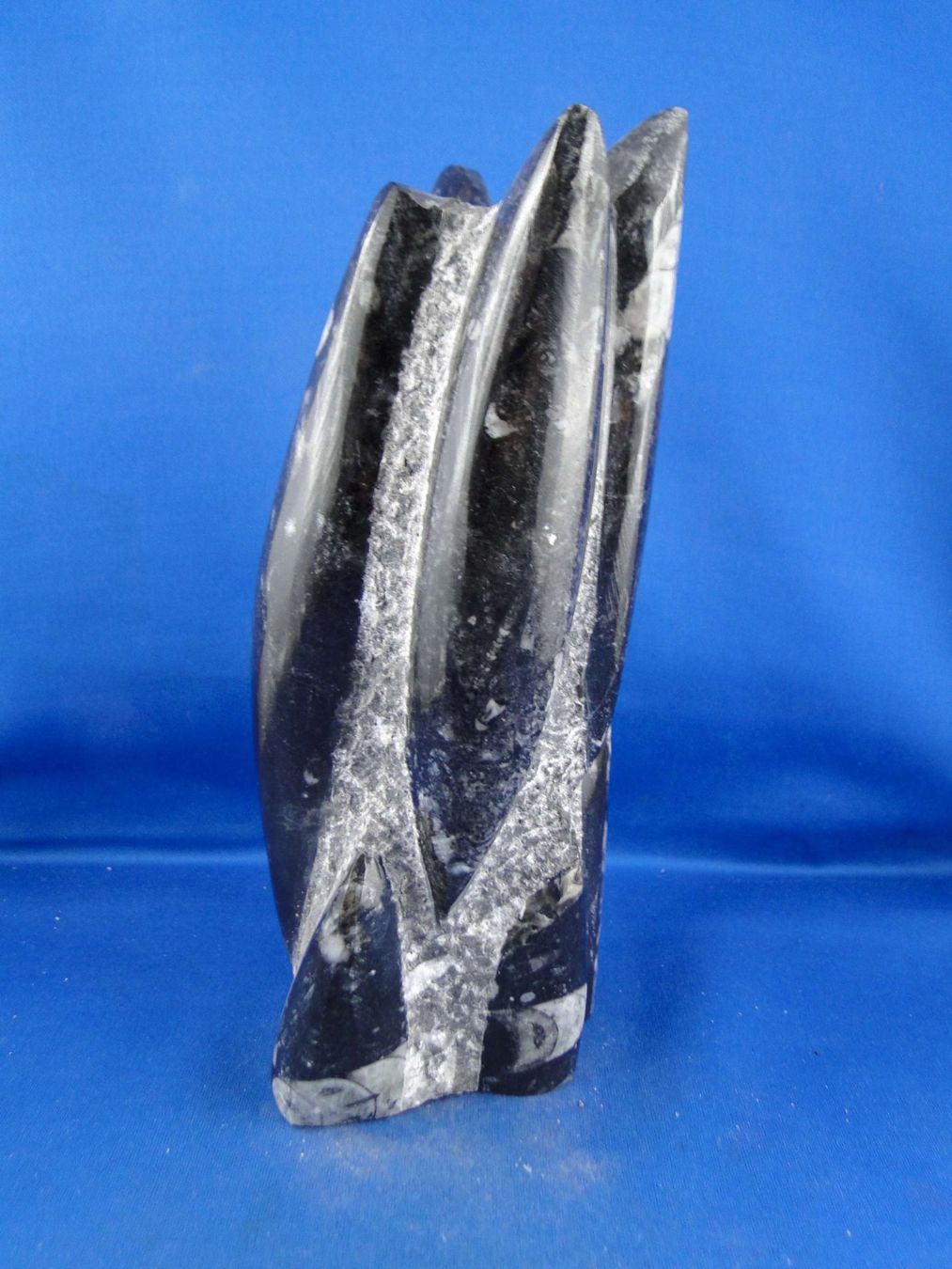 Fossili: Orthoceras Skulptur – Usato da Schinznach Bad venduto da Demerald 2