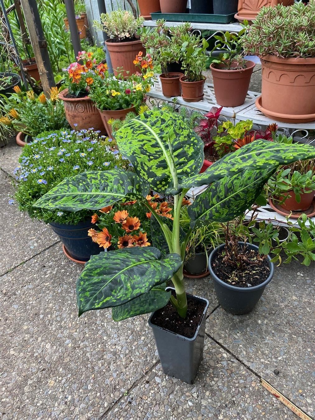 Pflanzen & Samen: Dieffenbachia reflector, bewurzelter Stammsteckling – Neu (gemäss Beschreibung) aus Winterthur von Aniger 6