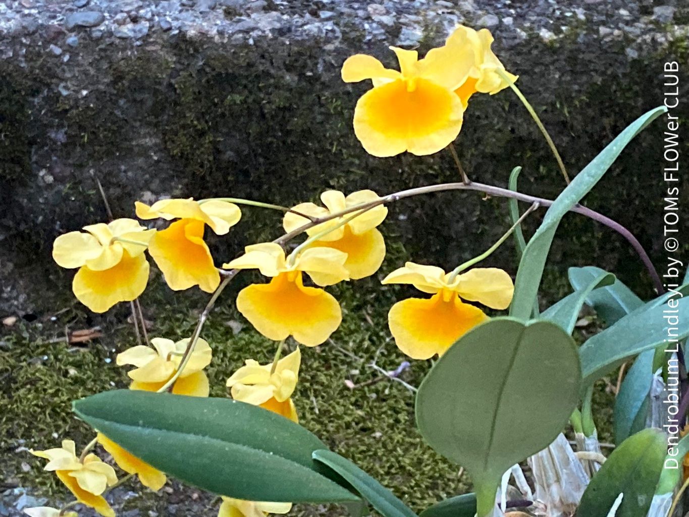 Piante & sementi: Dendrobium Lindleyi - gelb blühende & top robuste Orchidee – Nuovo e nell'imballaggio originale da Adliswil venduto da asTOMas963 9