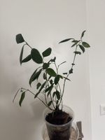 🌿 Ficus Ginseng (Bonsai) – dekorative Zimmerpflanze 🌿